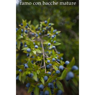 Red Myrtle - Bresca Dorada