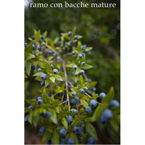 Red Myrtle - Bresca Dorada