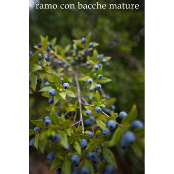 Mirto rosso - Bresca Dorada