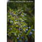 Green Mirto..- Bresca Dorada Green Mirto..- Bresca Dorada