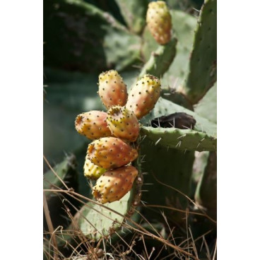 Confettura di Fico d’India - Prodotta in Sardegna - Vasetto da 230 gr - Bresca Dorada