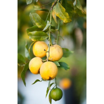 Limoncino - Liquore Estratto da Infusione di Scorze di Limone - Prodotto in Sardegna - Bottiglia 50 cl - Bresca Dorada