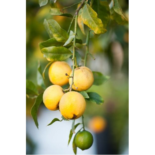 copy of Limoncino - Bresca Dorada