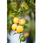 copy of Limoncino - Bresca Dorada copy of Limoncino - Bresca Dorada