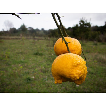 Pompia-Marmelade - Panificio Pau