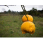 Pompia-Marmelade - Panificio Pau Pompia-Marmelade - Panificio Pau