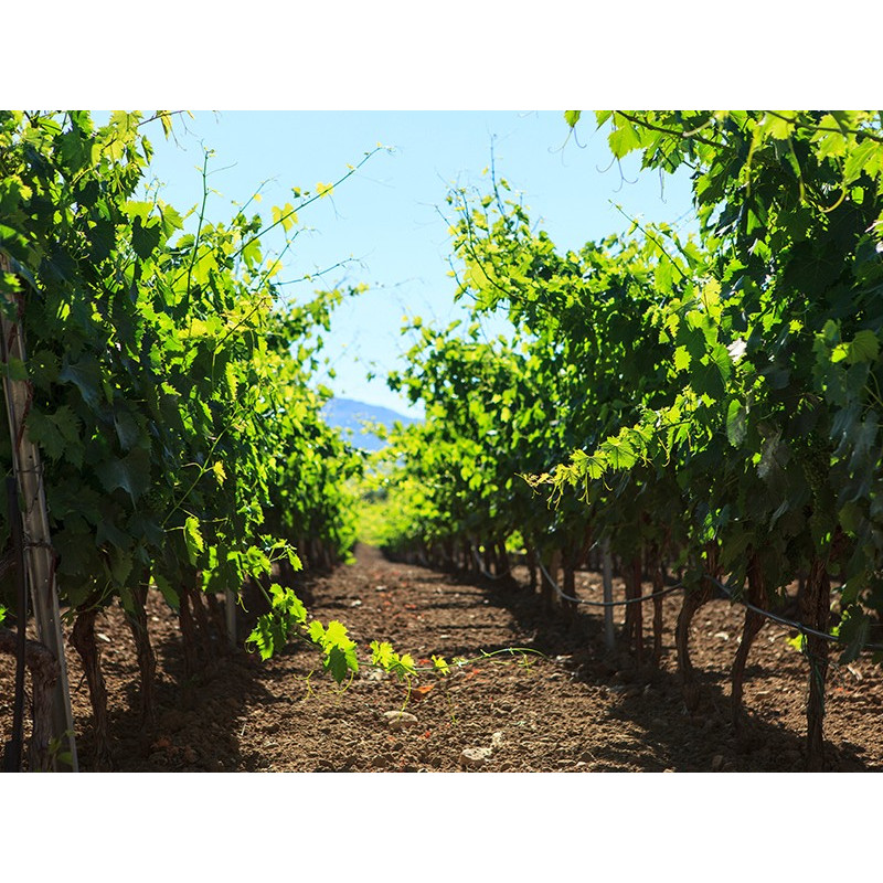 Campidano of Oristano selection Campidano of Oristano selection