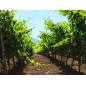 Campidano of Oristano selection Campidano of Oristano selection