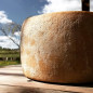 Organic pecorino with vegetable rennet Organic pecorino with vegetable rennet